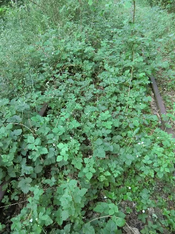 Nebenbahn Finnentrop Wenholthausen (5777980332)