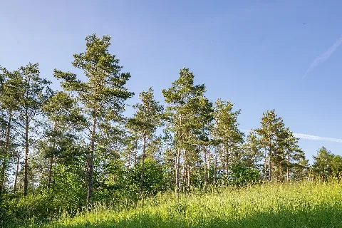 Nieheim 2017 06 01 Nsg Wenkenberg (14)