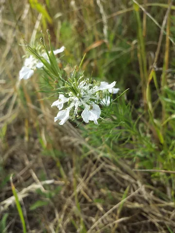 Nigella Arvensis Sl53
