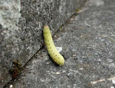 Noctua Pronuba Steinstreppe