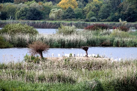 Nsg 00329.01 Vogelschutzgebiet Garstadt