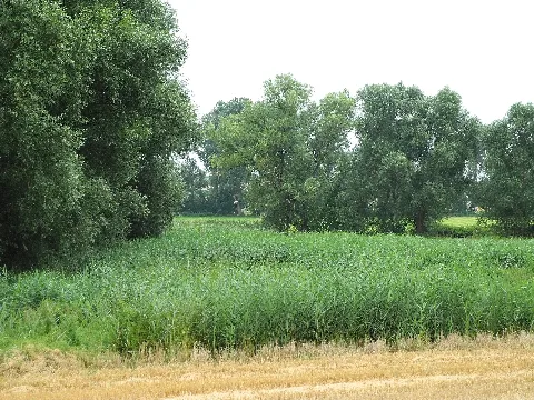 Nsg 1634021 Rohrerlen Bei Werkel 2021 07 24 J