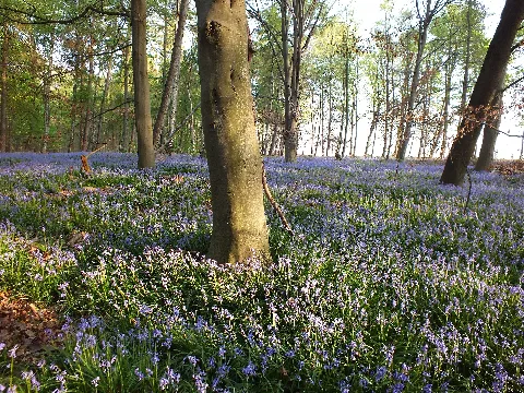 Nsg Am Hintersten Berg Doveren Kreis Heinsberg Wald Mit Hasenglöckchen Caroline Dormans