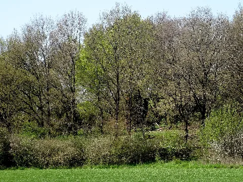 Nsg Bocksbart Fd (1)
