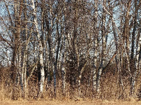 Nsg Bohlweiher Schlier Badenwürttemberg 2015