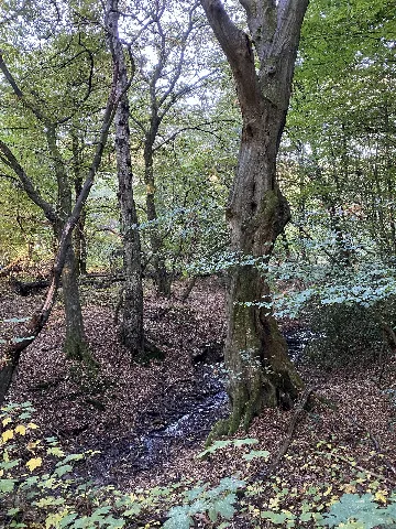 Nsg En 009 Wald Am Oberen Paasbach (2)