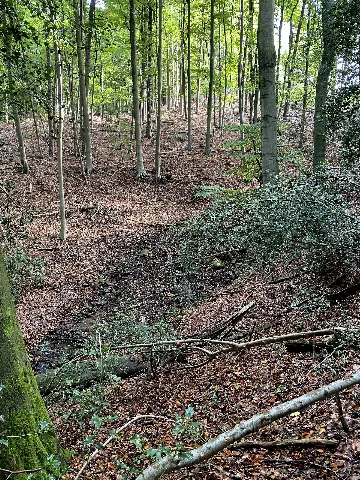 Nsg En 009 Wald Am Oberen Paasbach (61)