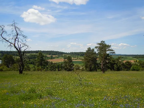 Nsg Hartmannsberg, Halbtrockenrasen