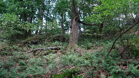 Nsg Hunstein Fd (6)