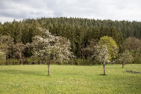 Nsg Kluckbachtal, Monschau