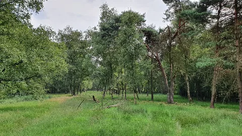 Nsg Moor Bei Osterwede