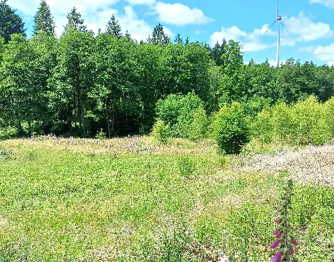 Nsg Riffelsbachtal, Monschau (3)