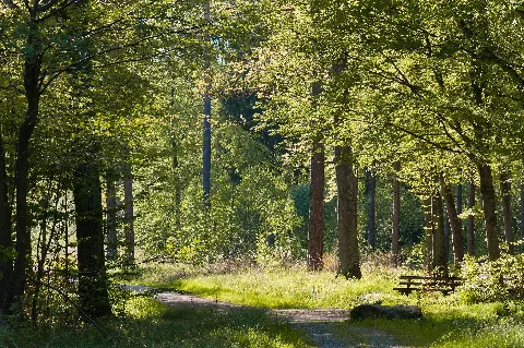 Nsg Rotwildpark Stuttgart 2014 07 Wald