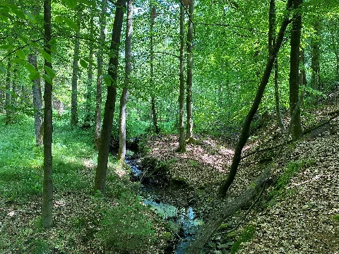 Nsg Tal Der Fastenbecke Unterlauf (11)
