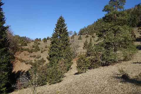 Nsg Wacholderbusch Burladingen