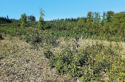 Nsg Werschsiefen, Stolberg Schevenhütte (1)