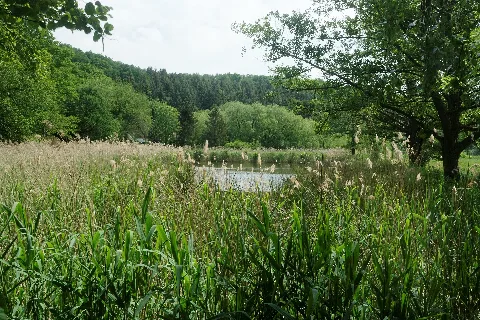 Nsg Wurmtal Fischteich
