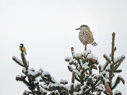 Nutcracker And Great Tit, Verbier, Schweiz (6831800891)