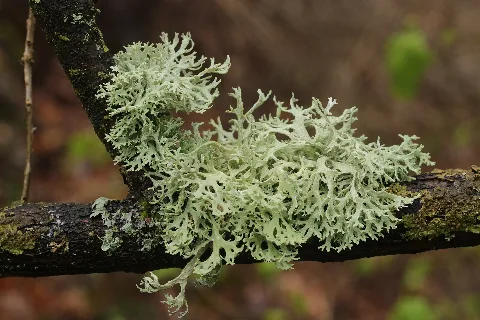 Oakmoss Evernia Prunastri (34002269820)