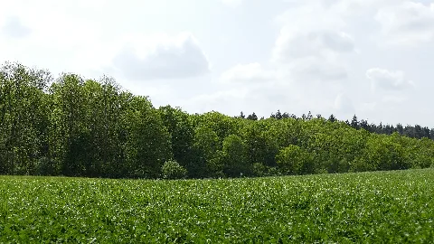 Oberndorf Borngrund
