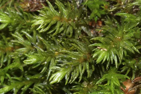Oligotrichum Hercynicum (A, 150147 481729) 8373