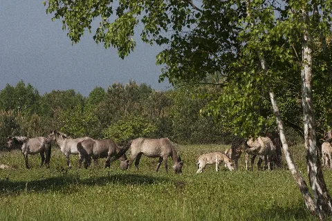 Oranienbaumer Heide K3