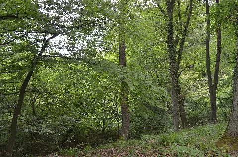 Orbishöhe Von Auerbach Und Zwingenberg (4)