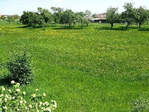 Panoramio Imbirkenweg