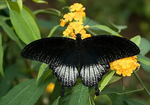Papilio Pjt1