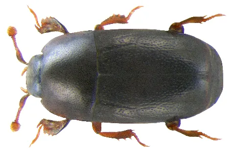 Paromalus Parallelepipedus (Herbst, 1792) (3194888184)