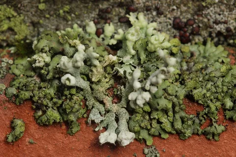 Physcia Adscendens (28128539529)