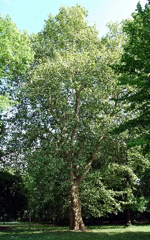 Platanus × Acerifolia (Platane)