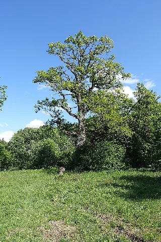 "Poleneiche" Im Tannhörnle