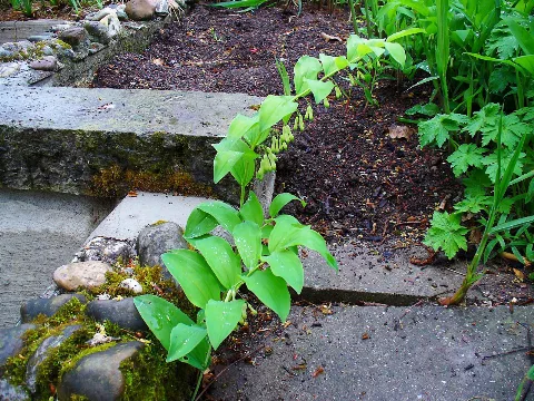 Polygonatum Multiflorum 001