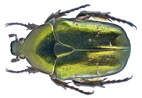 Protaetia Cuprea Metallica (Herbst, 1782) (19929089212)
