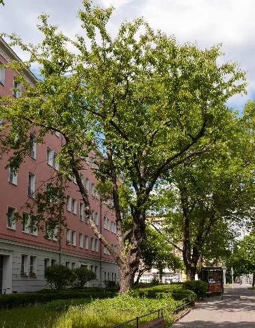 Prunus Serrulata (20150525 Dsc05300)