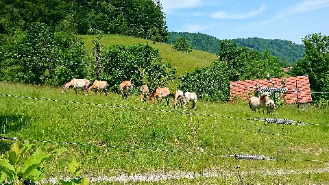 Przewalskis Horses