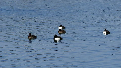Reiherenten (Aythya fuligula) auf dem Steinwedeler Teich, der von Anglern genutzt wird. Steinwedel ist ein Ortsteil der Stadt Lehrte in der Region Hannover in Niedersachsen (Deutschland).