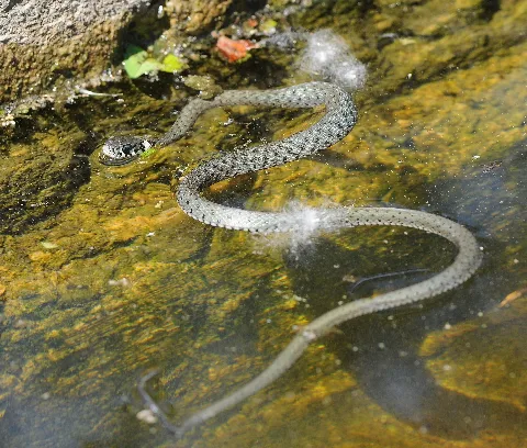 Ringelnatter, Natrix Natrix 02