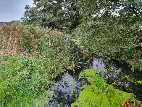 Röbbelbach (Ilmenau) Im Naturschutzgebiet Röbbelbach
