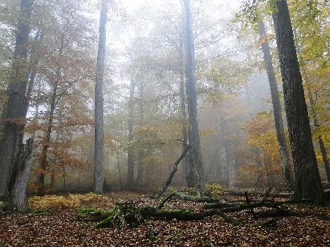 Rohrberg Nebel
