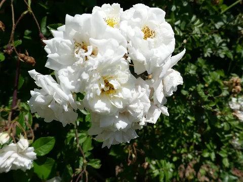 Rosa Arvensis 'Plena' 01