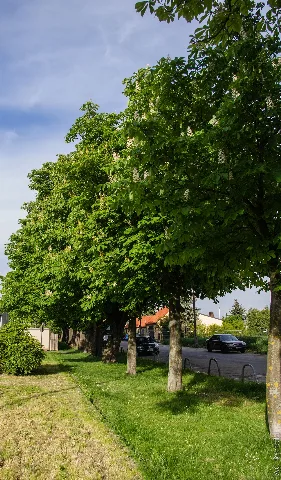 Rostkastanienreihe Meidlgasse