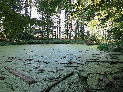 Rothallenweiher