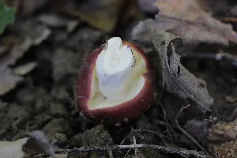 Russula Sp. ? (22027405196)