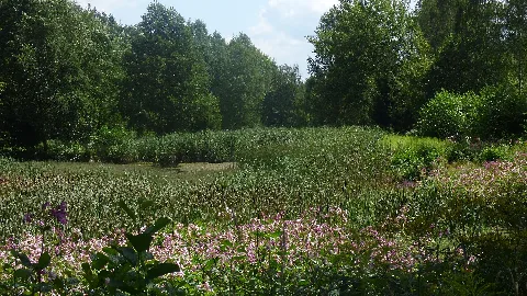 Rybníky U Dolní Poustevny Panoramio Jiří Bernard (5)