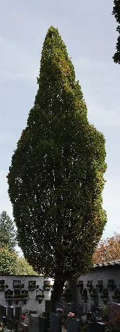 Säuleneiche Am Steyrer Urnenfriedhof 1