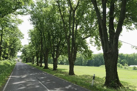 Natural monument lime alley (24x Tilia sp.) at K90 road in direction to Gershasen, Westerburg-Sainscheid, Westerwaldkreis, Germany.