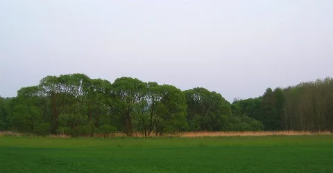 Satzer Moor Von Nordwesten 02