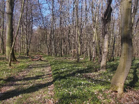 Schenkenholzfrühling